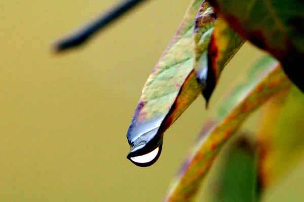 Ujęcie Bliska Wielobarwnego Jesiennego Liścia Kroplą Wody Idealne Tło — Zdjęcie stockowe