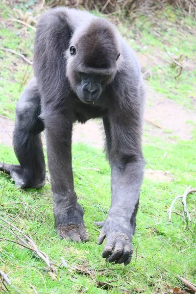 Een Verticaal Schot Van Een Gorilla Staand Een Heuvel — Stockfoto