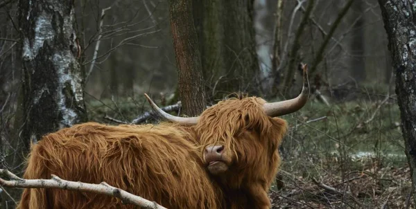 Zbliżenie Strzał Brązowy Domowy Yok Patrzący Bokiem Lasem Tle — Zdjęcie stockowe