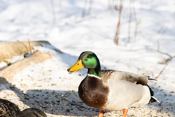 Μια Όμορφη Mallard Στέκεται Μια Χιονισμένη Επιφάνεια Θολή Φόντο — Φωτογραφία Αρχείου