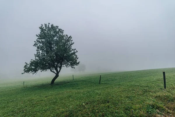 Вид Самотнє Дерево Тумані Зеленому Трав Яному Лузі Помилковий Вид — стокове фото