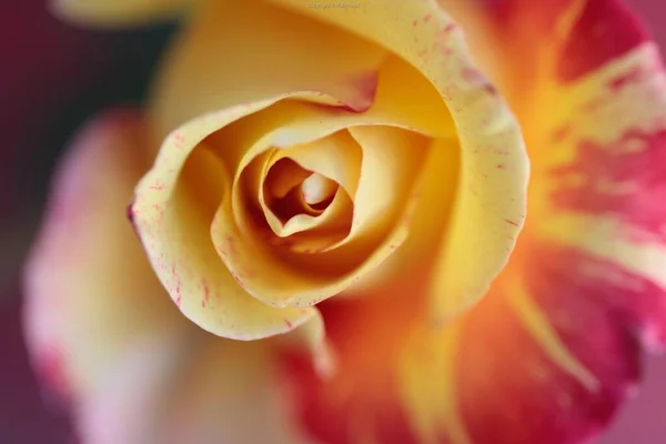 Zbliżenie Ujęcie Pięknej Żółtej Czerwonej Róży Zamazanym Tle — Zdjęcie stockowe