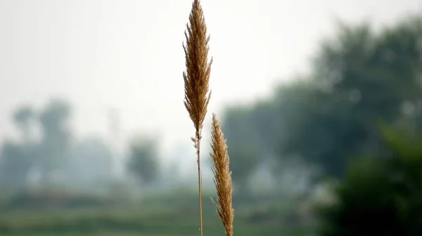 Вибірковий Фокус Пшеничної Рослини Полі Похмурий День — стокове фото