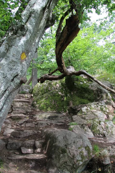 Vertikální Záběr Kamenných Schodů Turistické Stezce Padlým Kmenem Stromu Ekkodalenu — Stock fotografie