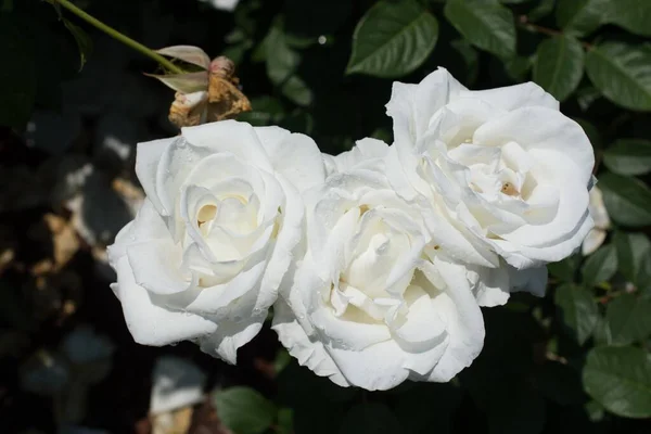 Een Close Shot Van Witte Tuin Rozen Een Tuin Een — Stockfoto