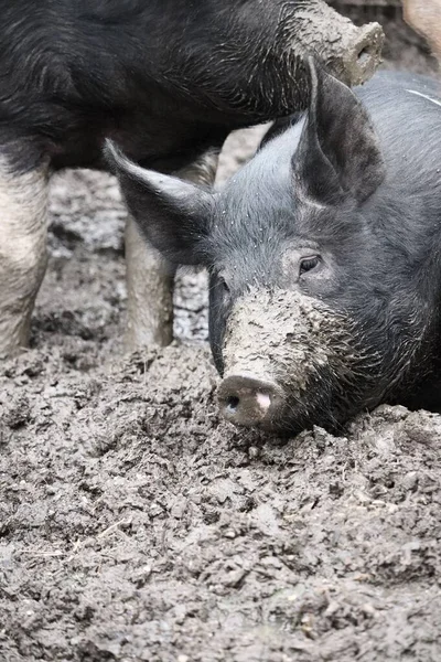 泥巴里一只肮脏的猪的垂直镜头 — 图库照片