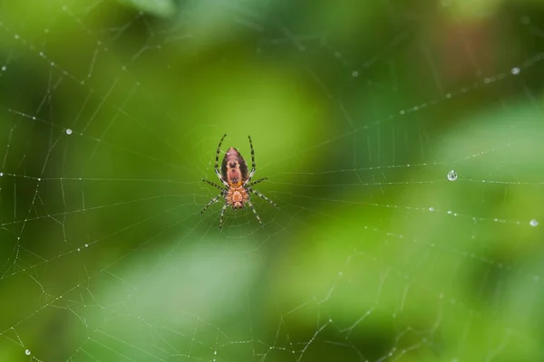 Μια Επιλεκτική Φωτογραφία Μιας Αράχνης Έναν Ιστό Θολό Φόντο — Φωτογραφία Αρχείου