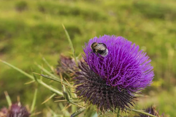 Ένα Κοντινό Πλάνο Μιας Μέλισσας Ένα Μωβ Λουλούδι Θολή Φόντο — Φωτογραφία Αρχείου