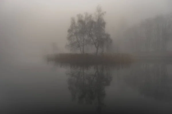 Mlhavé Podzimní Ráno Jezera Němž Rostou Rostliny — Stock fotografie