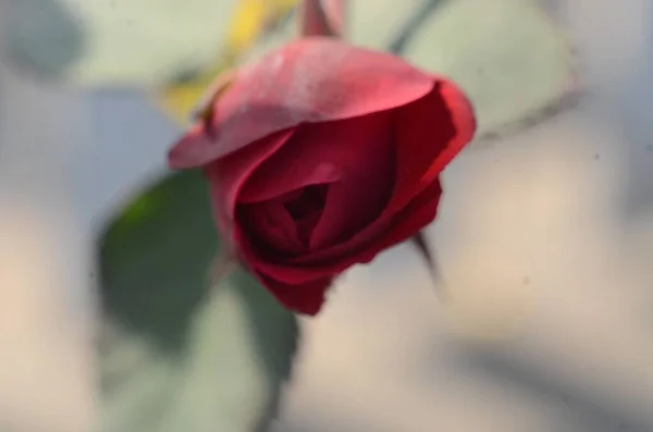 Zbliżenie Ujęcie Pięknego Pączka Dzikiej Ciemnoczerwonej Kwitnącej Róży Rozmytym Tle — Zdjęcie stockowe