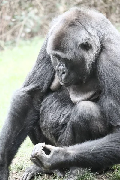 Vertikal Bild Gorilla Som Tittar Sina Händer — Stockfoto