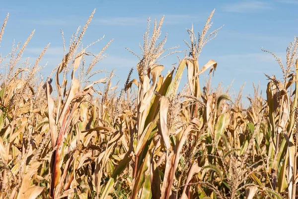 Yazın Olgunlaşmış Buğday Yakın Çekim — Stok fotoğraf