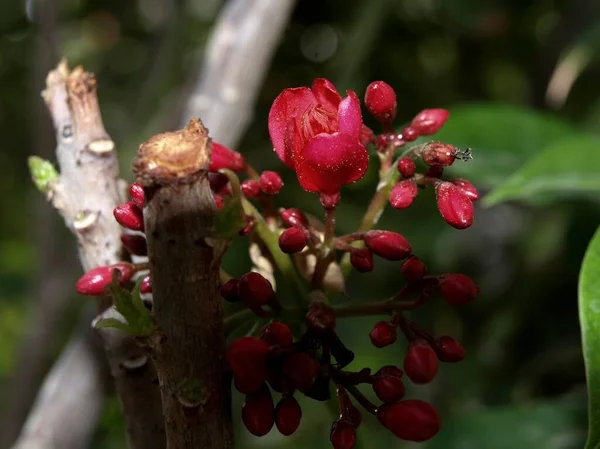 Bulanık Arkaplanda Kesilmiş Bir Dalla Çiçek Açan Bir Ağacın Kırmızı — Stok fotoğraf