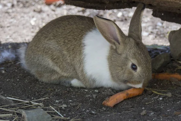 Conejo Comiendo Una Zanahoria Suelo — Foto de Stock