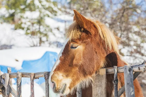 フェンスの上に頭を置く茶色の馬の美しいショット — ストック写真