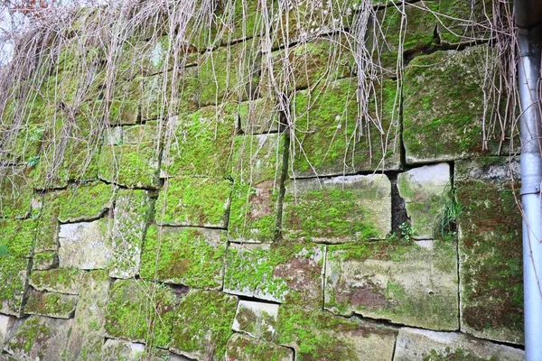 이끼가 자라는 암벽의 클로즈업 — 스톡 사진