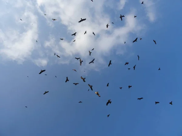 Een Aantal Zwarte Vogels Vliegen Blauwe Lucht Perfect Voor Achtergrond — Stockfoto