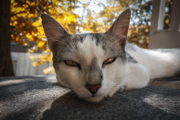 Nahaufnahme Einer Faulen Katze Die Auf Einer Betonoberfläche Mit Verschwommenem — Stockfoto