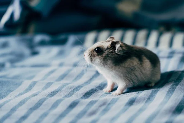 Gros Plan Joli Hamster Sur Une Couverture Avec Fond Flou — Photo