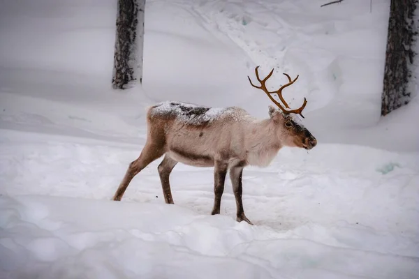 Kışın Ormandaki Karlı Topraklarda Güzel Bir Geyik — Stok fotoğraf