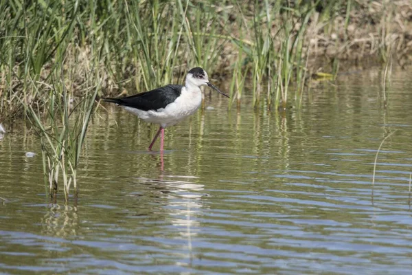 Échasses Debout Dans Étang Près Des Plantes Qui Poussent — Photo