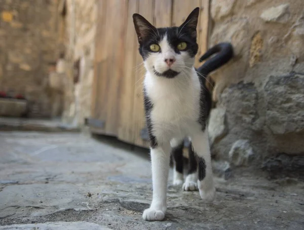 Czarno Biały Kot Jasnozielonymi Oczami Patrzący Kamerę — Zdjęcie stockowe