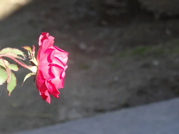 Piękny Strzał Różowej Róży Ogrodzie Słoneczny Dzień — Zdjęcie stockowe