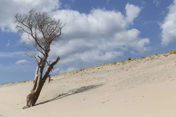 Krajina Mrtvým Stromem Písečné Duně Modrá Obloha Bílé Mraky — Stock fotografie