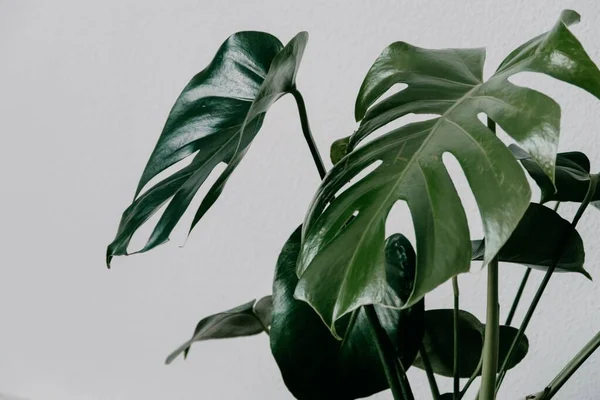 Nahaufnahme Einer Grünen Künstlichen Zimmerpflanze Mit Einer Weißen Wand Hintergrund — Stockfoto