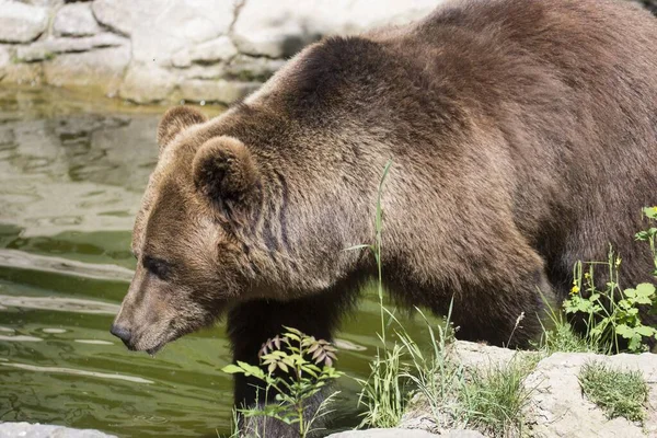 Lindo Oso Marrón Grande Nadando Pequeño Estanque — Foto de Stock