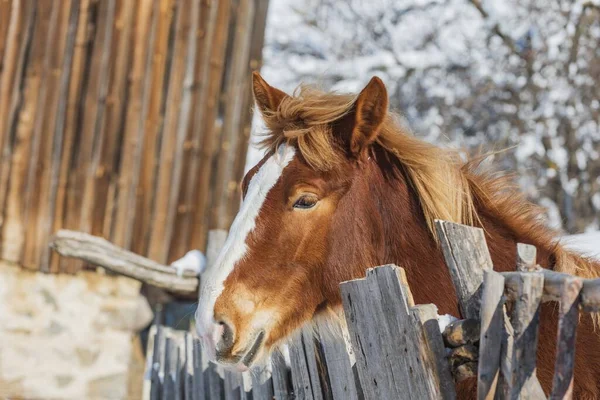 Primer Plano Caballo Marrón Con Acentos Blancos Detrás Valla —  Fotos de Stock