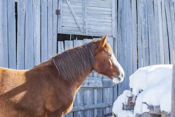一匹站在一座木头房子旁边的马 — 图库照片