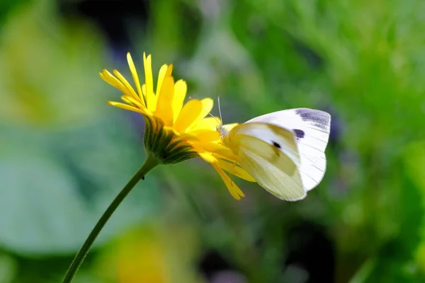 Tiro Close Uma Borboleta Sentada Uma Flor — Fotografia de Stock