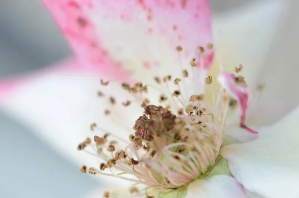 Избирательный Снимок Тычинок Центральной Части Белого Розового Цветка — стоковое фото