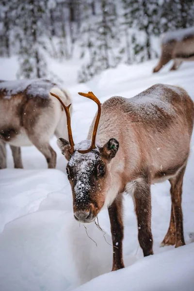 Kışın Karlı Ormanda Bir Geyiğin Dikey Görüntüsü — Stok fotoğraf