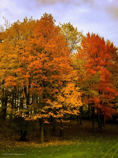 秋天枯叶黄红相间的几棵树的垂直截图 — 图库照片