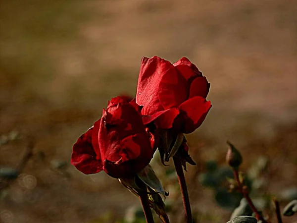 Strzał Stylu Vintage Czerwonej Róży Ogrodzie Idealny Tło — Zdjęcie stockowe