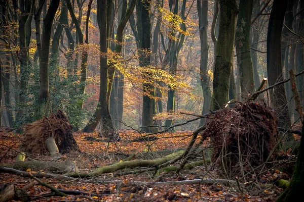 Лес Покрытый Деревьями Кустами Солнечным Светом Осенью — стоковое фото