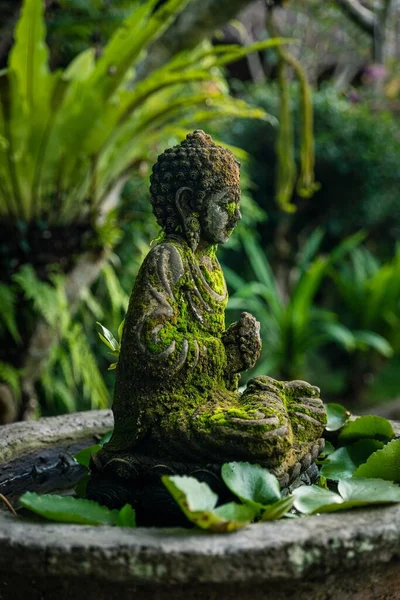 在一个种满植物的花园里 一尊覆盖着苔藓的佛像旁边的特写镜头 — 图库照片