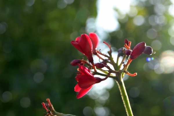 背景がぼやけている赤いフリージアの枝の選択的な焦点ショット — ストック写真