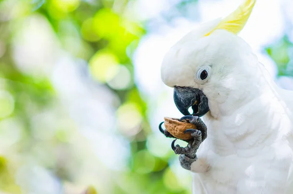 Красивая Птица Попугай Клювом Тропическом Пляже — стоковое фото