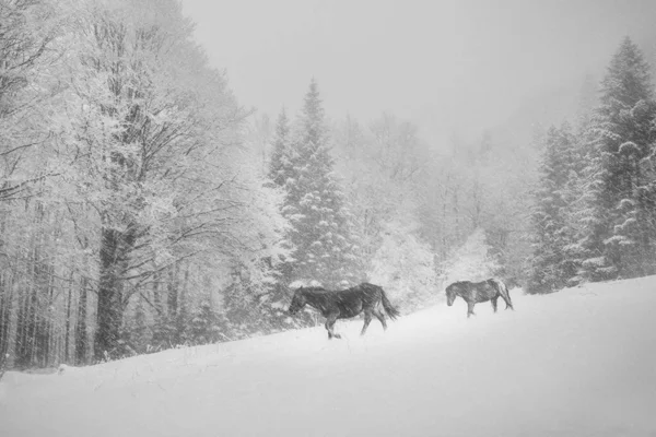 Poză Frumoasă Cai Care Aleargă Zăpadă Sunat Copaci Iarna — Fotografie, imagine de stoc