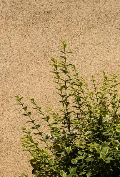 Una Hermosa Foto Arbusto Con Hojas Pequeñas Con Una Pared — Foto de Stock