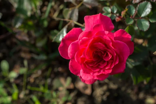 Disparo Clausura Hermoso Jardín Rosa Levantó Jardín Día Fresco — Foto de Stock