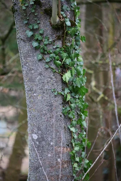 Vertical Shot Tree Plants Growing Side — Stock Photo, Image