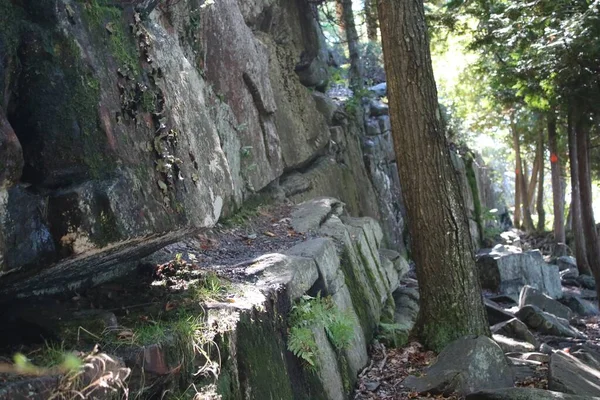 stock image A closeup shot of a rocky cliff with a tree growing at its base