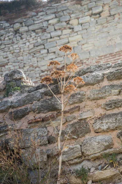 Alacsony Szögű Lövés Hervadt Növény Egy Kőfallal Háttérben — Stock Fotó