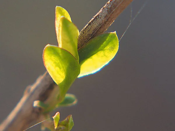 Closeup Shot Sprouts Leaves Branch Tree Sunny Day — Stock Photo, Image