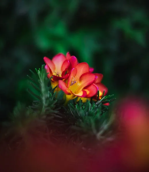 Cierre Una Flor Color Rojo Amarillo Con Fondo Verde —  Fotos de Stock