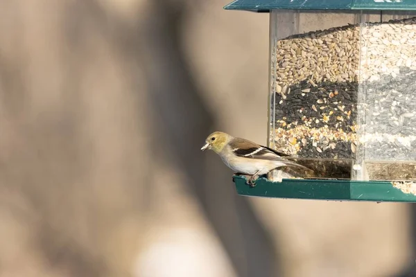 Eine Selektive Fokusaufnahme Eines Sperlings Der Der Nähe Eines Vogelfutterhäuschens — Stockfoto